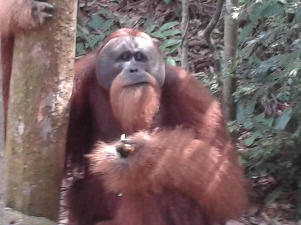 Orangutantreksumatra & Lovely Jungle Lodge Only Book If You Are Treking With Us Bukit Lawang Exterior foto