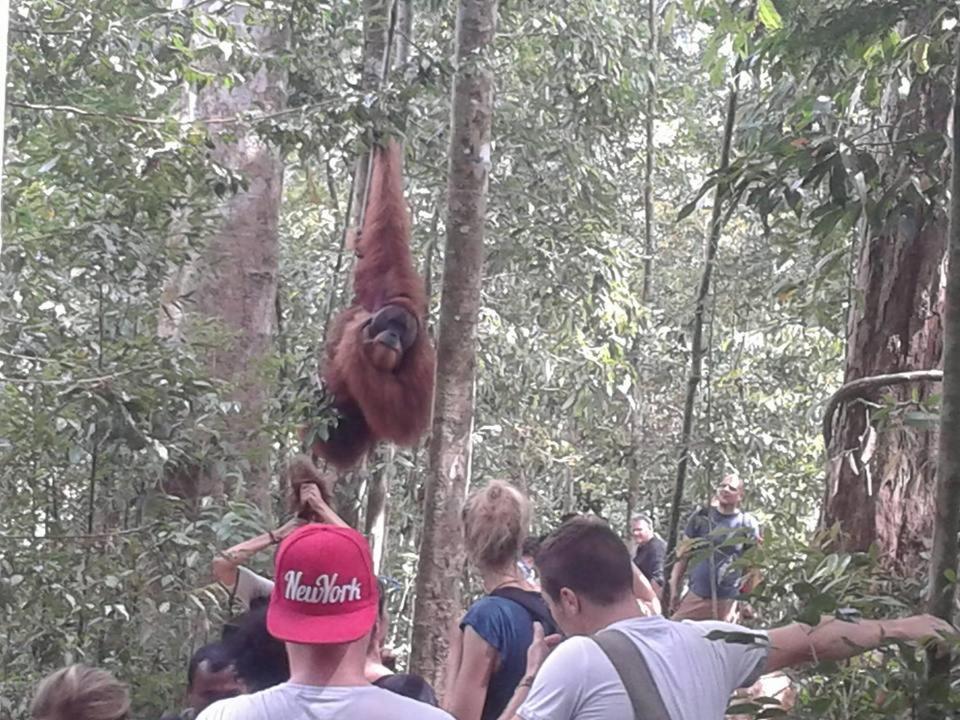 Orangutantreksumatra & Lovely Jungle Lodge Only Book If You Are Treking With Us Bukit Lawang Exterior foto