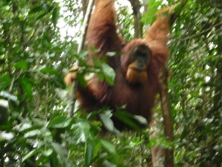 Orangutantreksumatra & Lovely Jungle Lodge Only Book If You Are Treking With Us Bukit Lawang Exterior foto