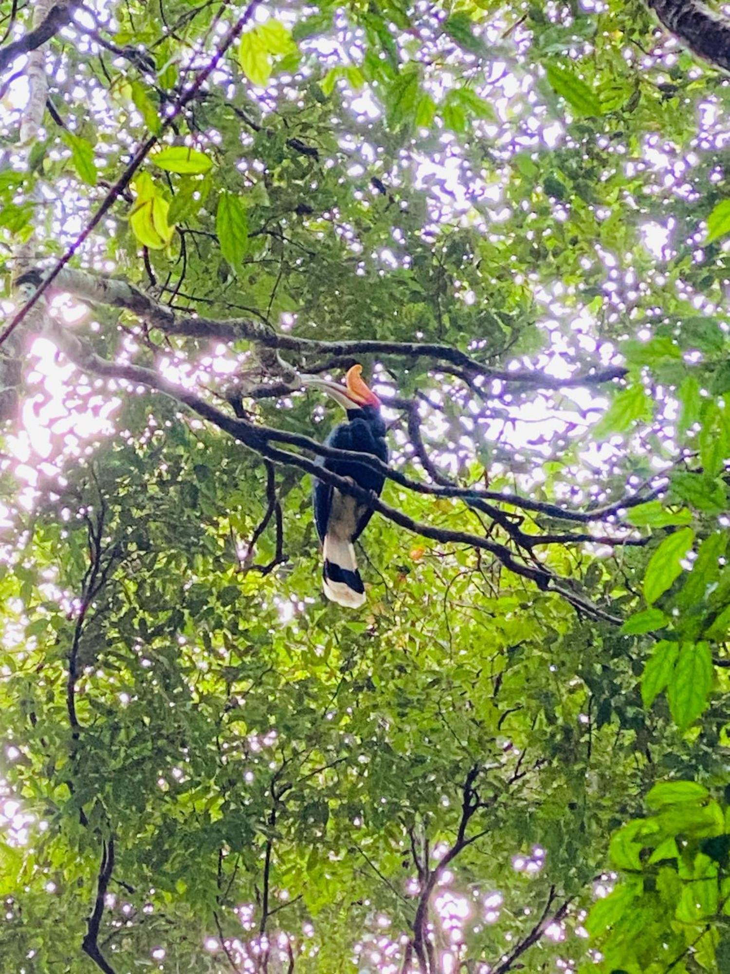 Orangutantreksumatra & Lovely Jungle Lodge Only Book If You Are Treking With Us Bukit Lawang Exterior foto